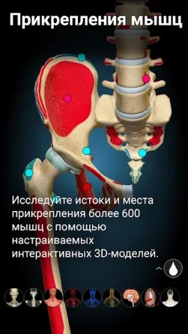 Anatomy Learning - скриншот 1