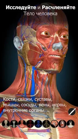 Anatomy Learning - скриншот 2