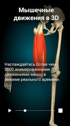 Anatomy Learning - скриншот 3