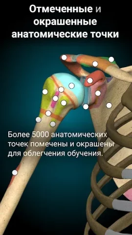 Anatomy Learning - скриншот 4