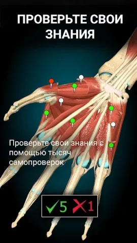 Anatomy Learning - скриншот 5