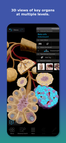 Human Anatomy Atlas 2026 - скриншот 2