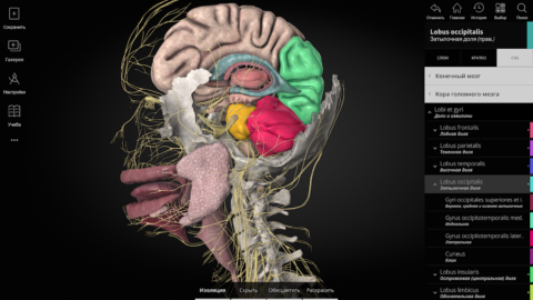 Anatomyka - скриншот 6